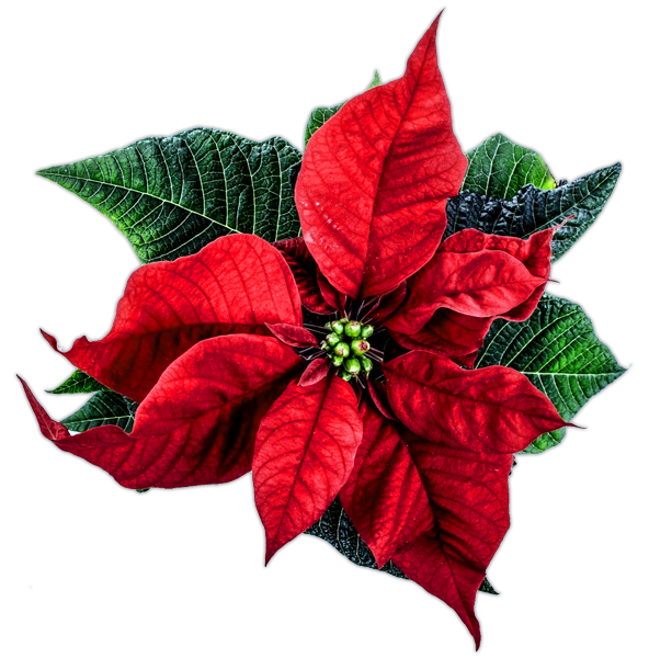 Weihnachtsstern - Euphorbia